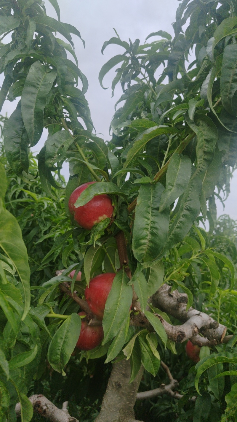 中油20
