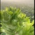 精品儿菜