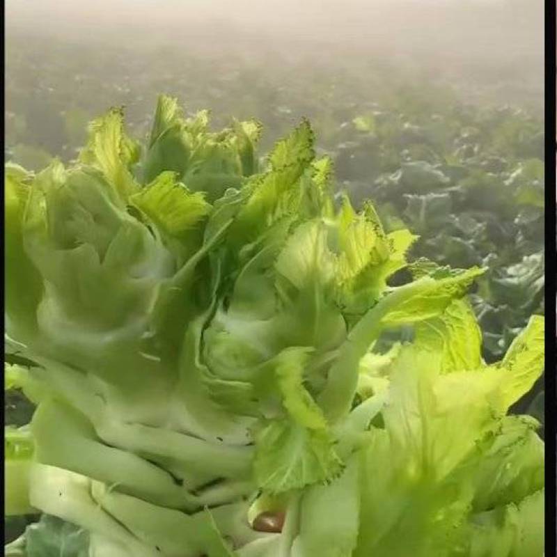 精品儿菜