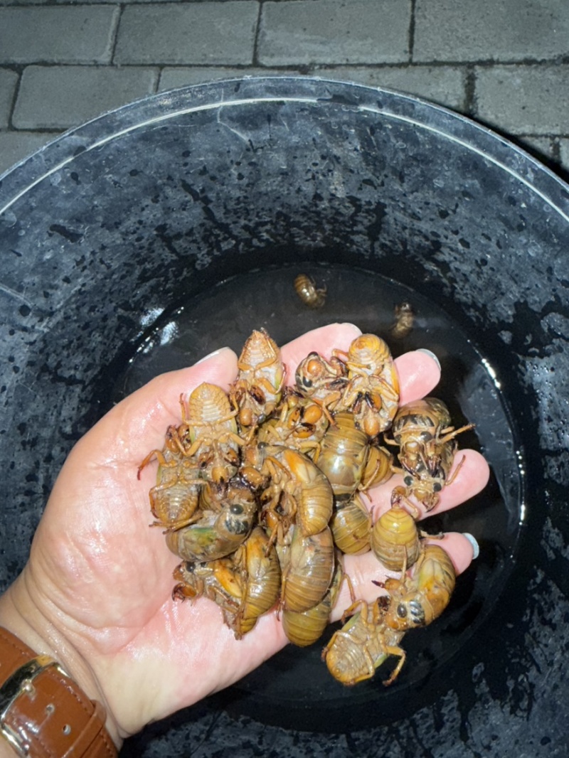 河北金蝉