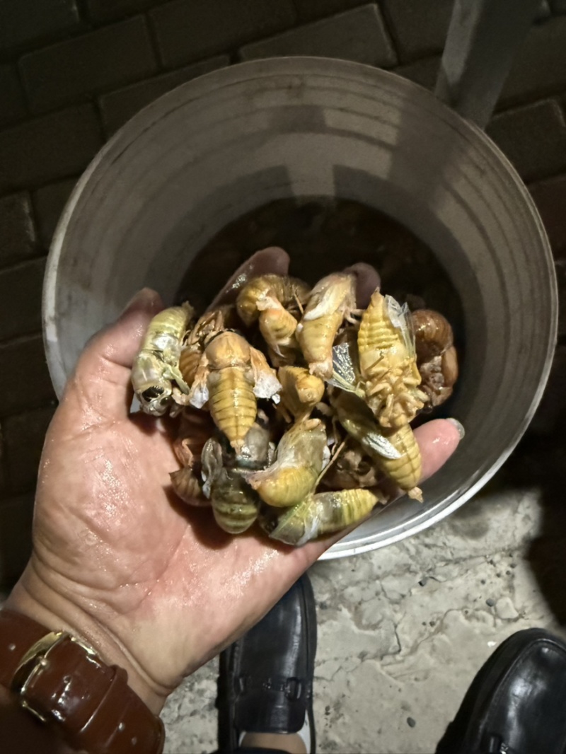 河北金蝉
