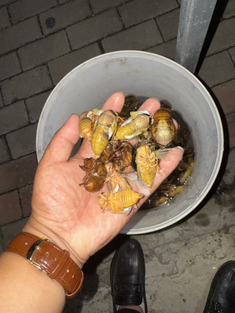 河北金蝉