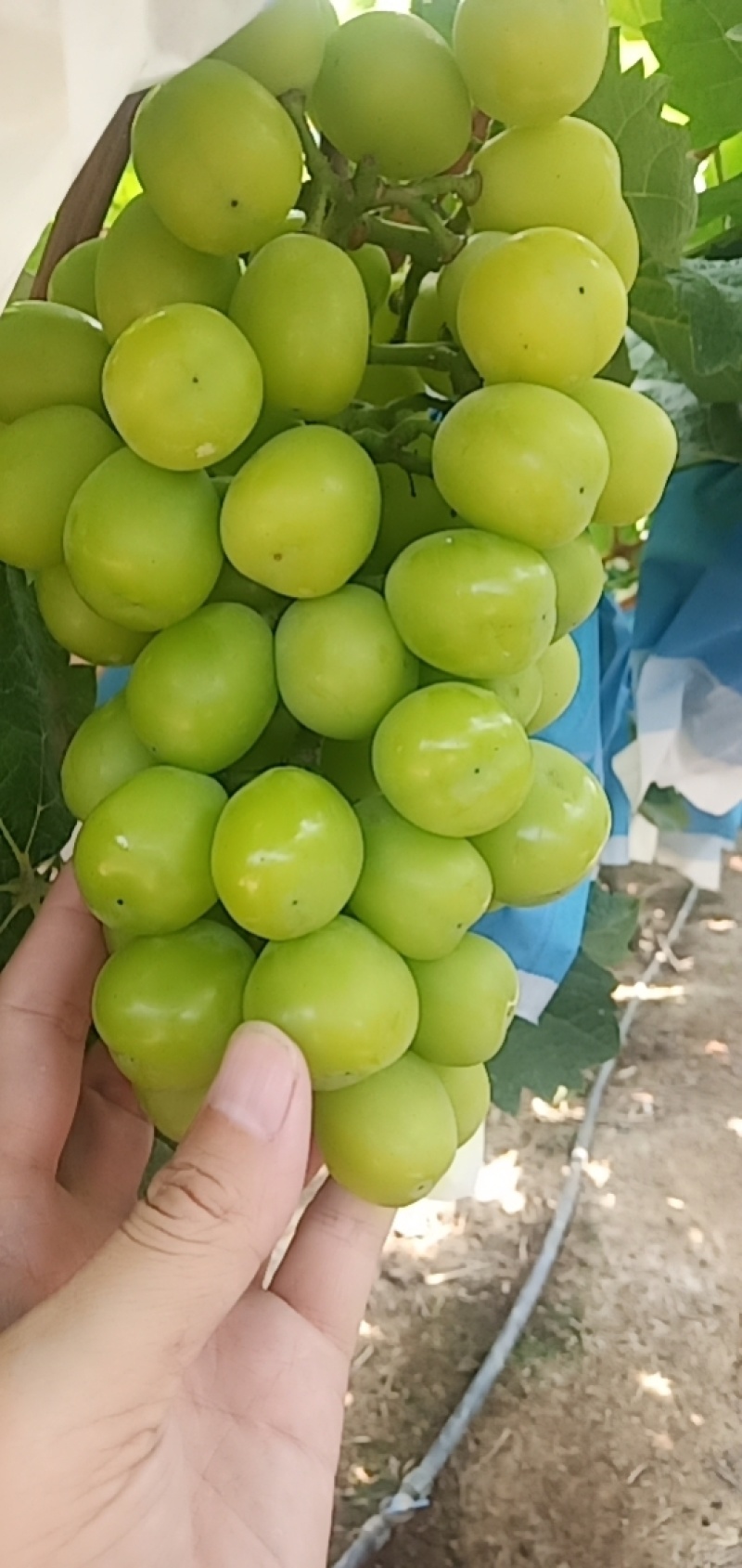 【阳光玫瑰】湖南常德阳光玫瑰葡萄产地直发颗粒大口感好