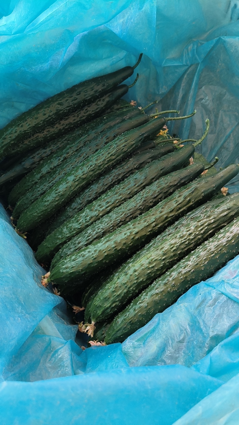 山东聊城密刺黄瓜大量上市品质保证欢迎老板来电洽谈