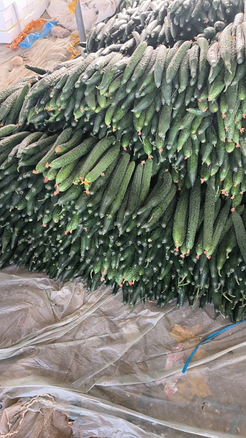 山东聊城密刺黄瓜大量上市品质保证欢迎老板来电洽谈