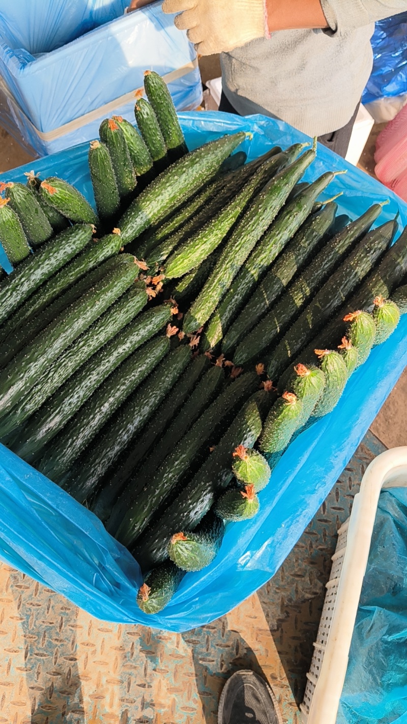 山东聊城密刺黄瓜大量上市品质保证欢迎老板来电洽谈
