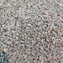 冬葵子中药材茼麻子打粉大货供应