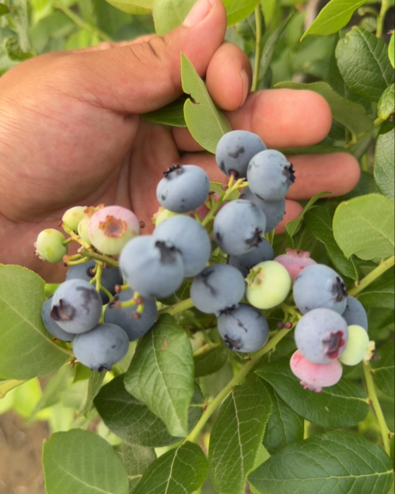 辽宁蓝莓北陆蓝莓大量上市产地直供对接市场商超渠道欢迎电话