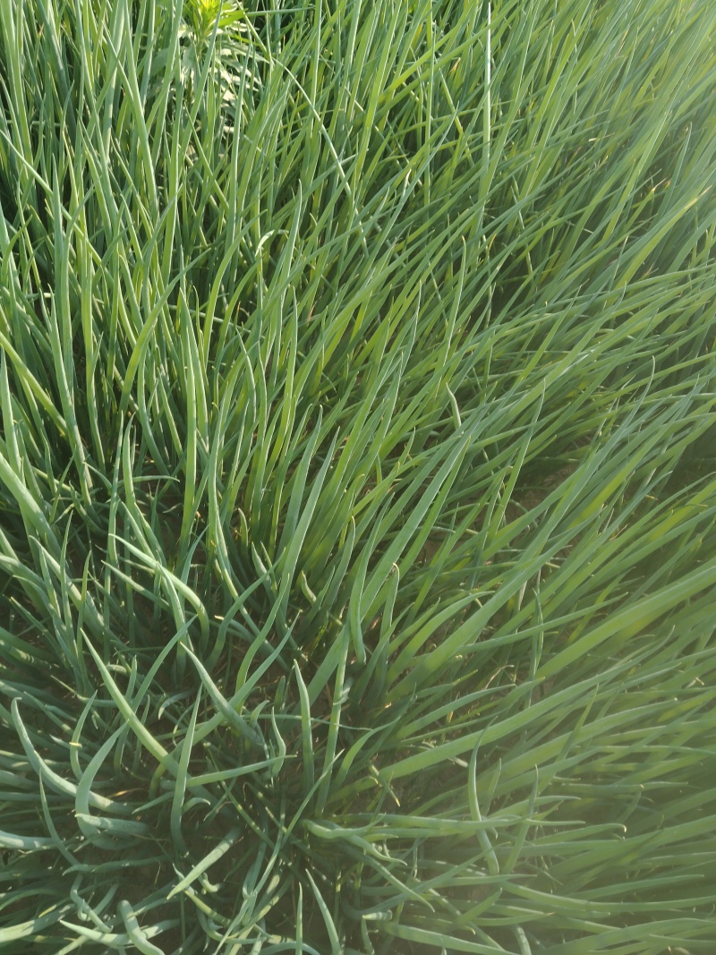 长白大葱苗