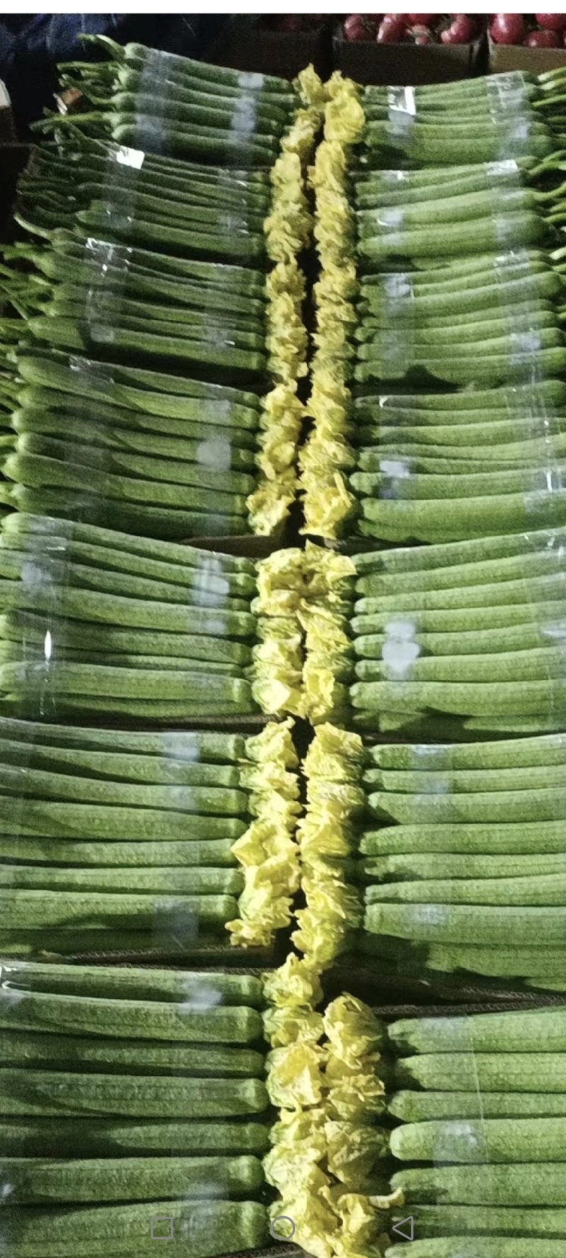 欢迎来电咨询鲜花丝瓜大量上市对接全国发货精品丝瓜