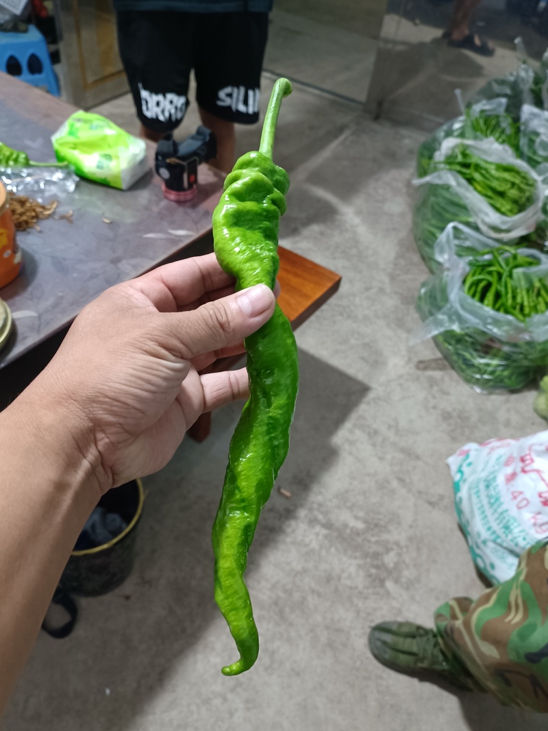 线椒，螺丝椒