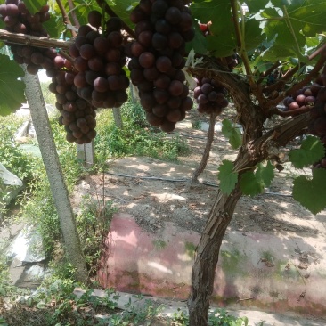 夏黑葡萄