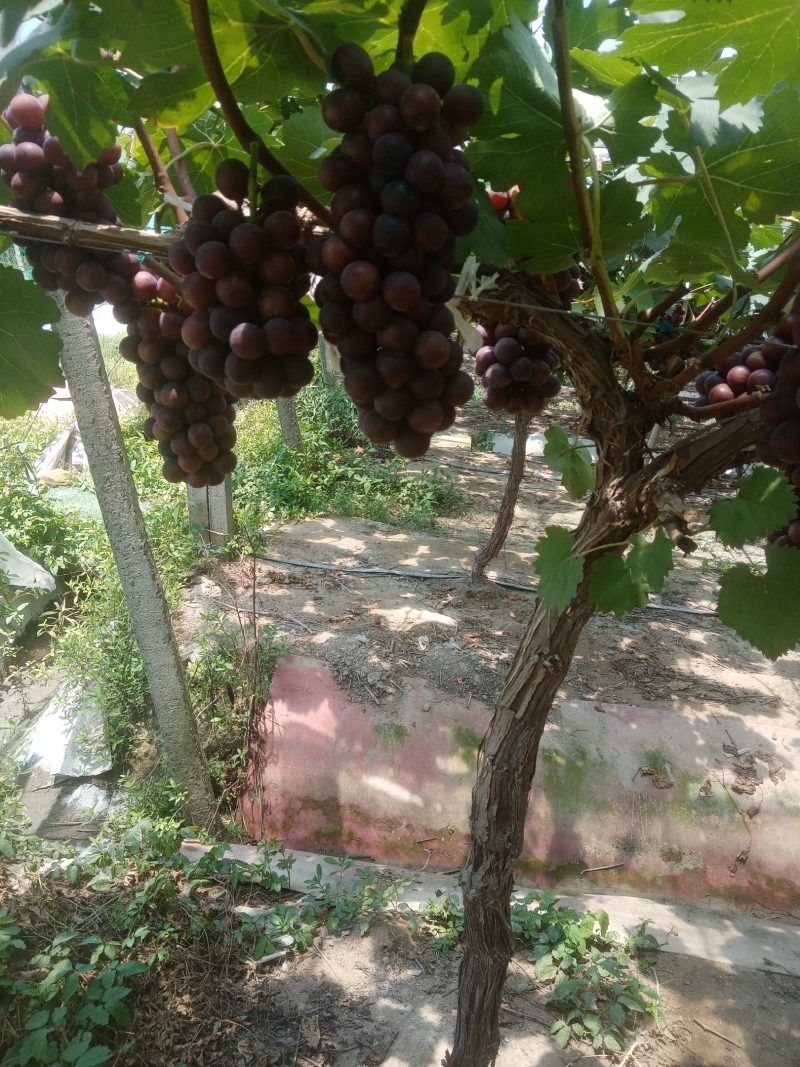 夏黑葡萄