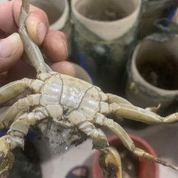 辽宁盘锦河蟹稻田地养殖.光照充足.一天有七小时阳光直