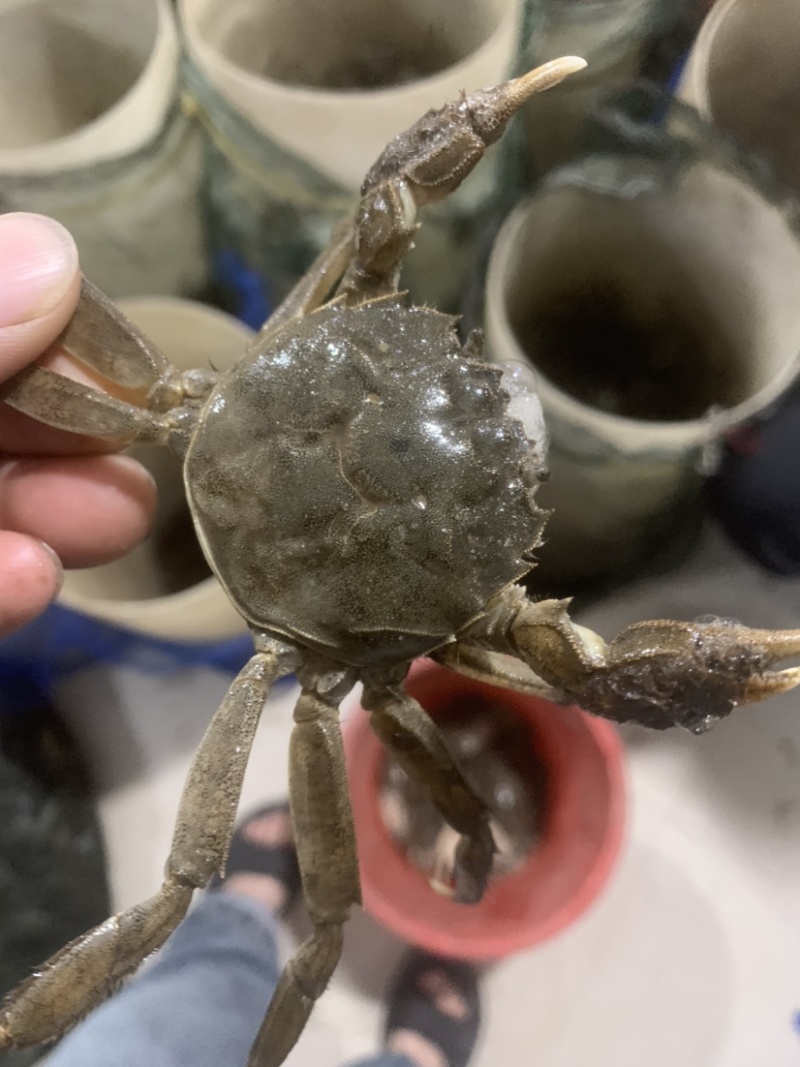 辽宁盘锦河蟹稻田地养殖.光照充足.一天有七小时阳光直