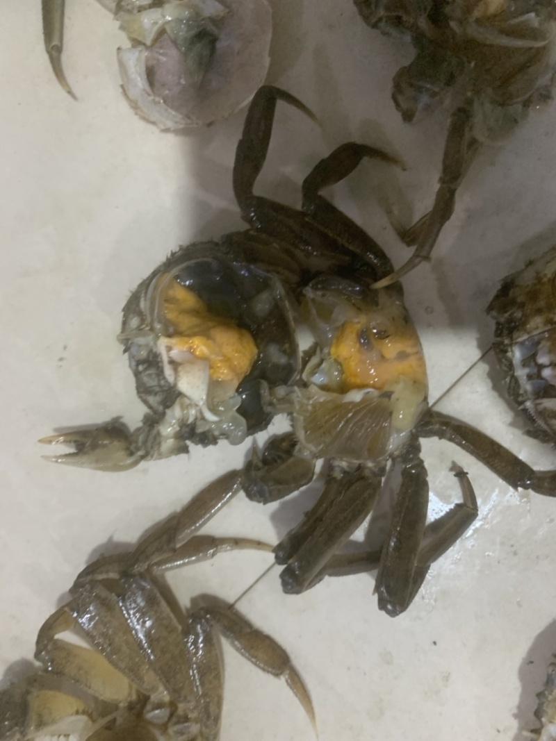 辽宁盘锦河蟹稻田地养殖.光照充足.一天有七小时阳光直