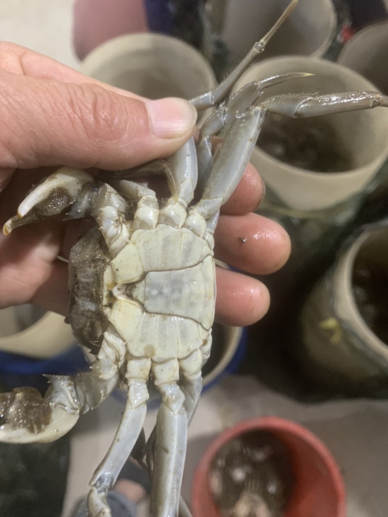 辽宁盘锦河蟹稻田地养殖.光照充足.一天有七小时阳光直