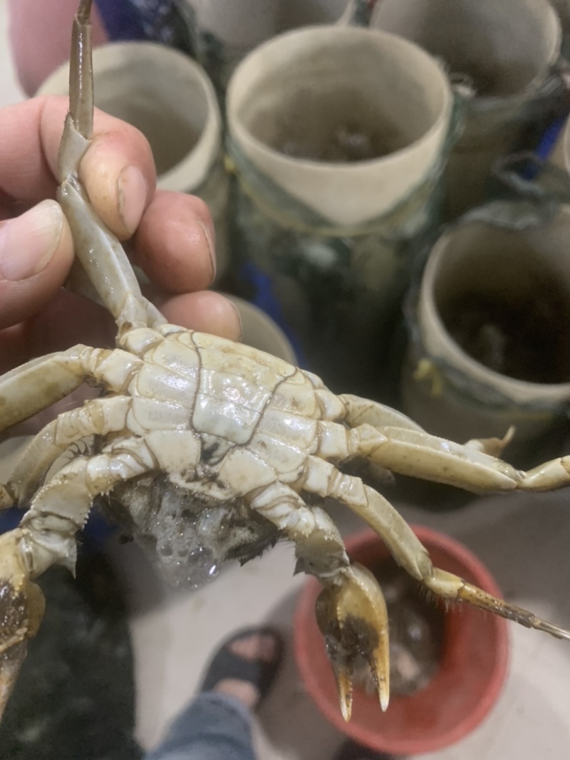 辽宁盘锦河蟹稻田地养殖.光照充足.一天有七小时阳光直