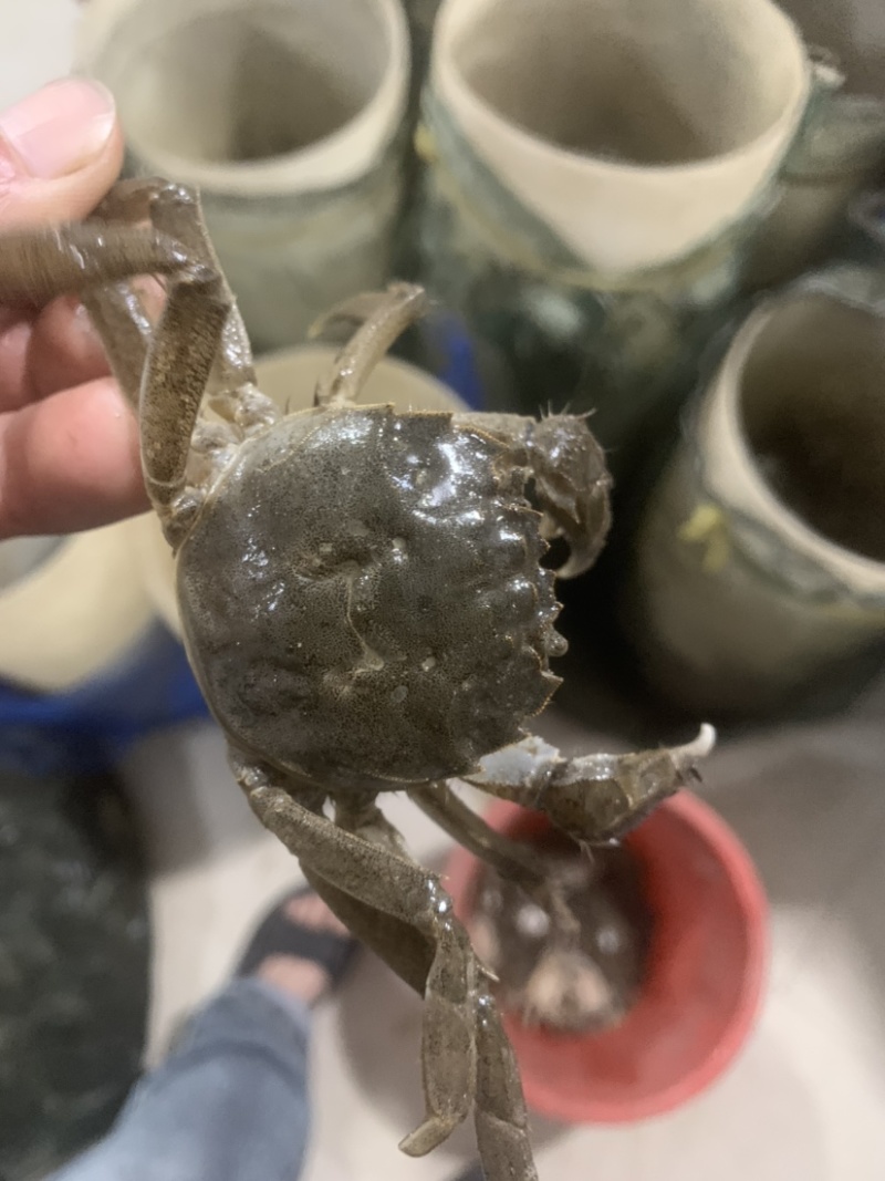 辽宁盘锦河蟹稻田地养殖.光照充足.一天有七小时阳光直