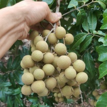广东龙眼石硖龙眼源产地果园一手货源量大价优