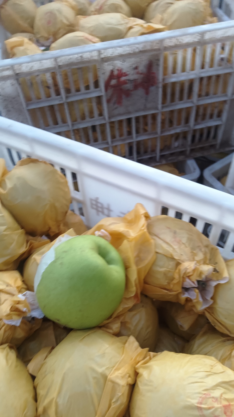 翠玉早梨翠冠梨翠玉梨大量有现货价格实惠，一手货源