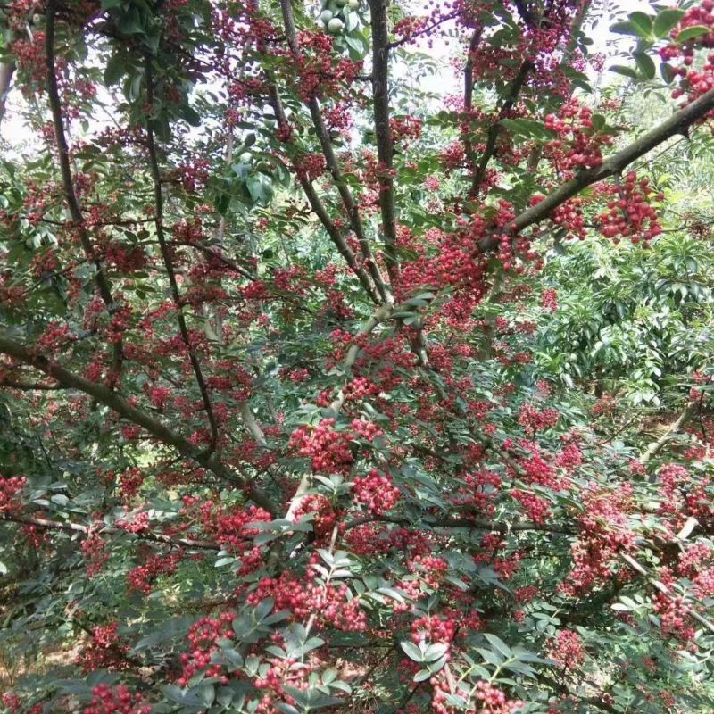 汉源花椒