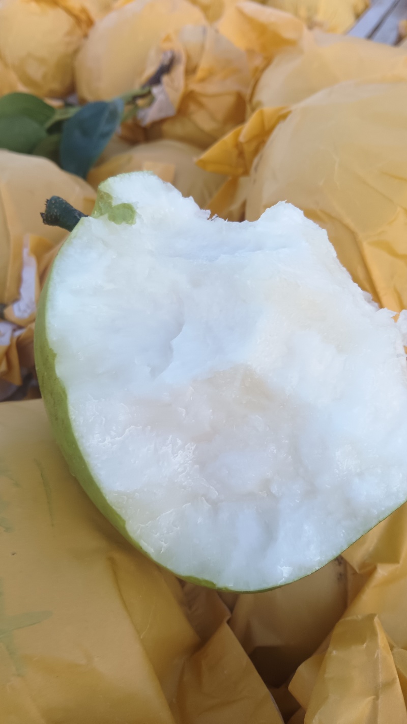 翠玉早梨翠冠梨翠玉梨大量有现货价格实惠，一手货源