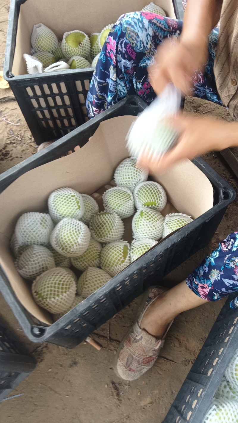 翠玉早梨翠冠梨翠玉梨大量有现货价格实惠，一手货源