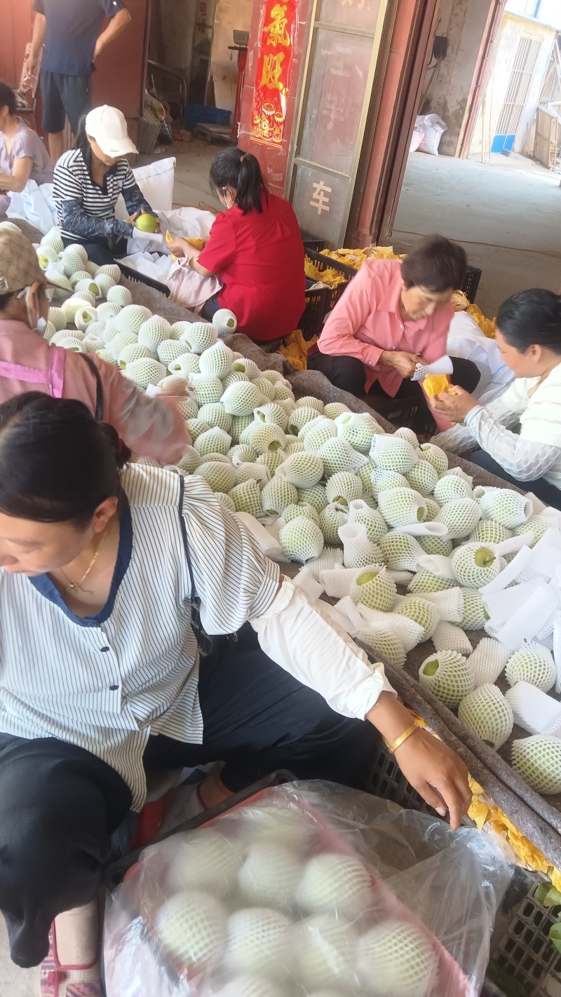 翠玉早梨翠冠梨翠玉梨大量有现货价格实惠，一手货源