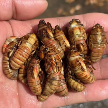 电商小金蝉便宜货