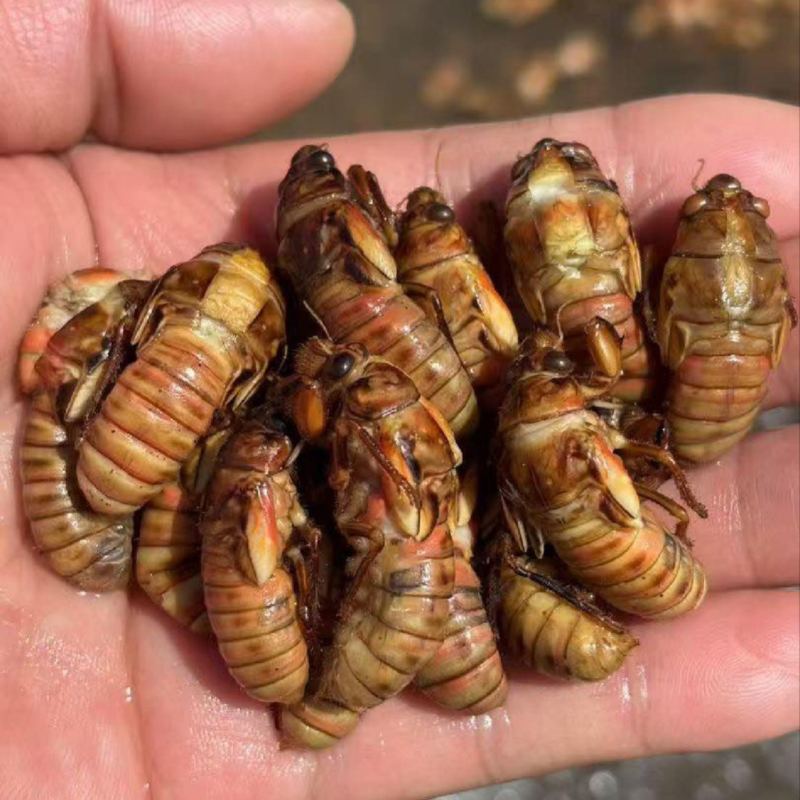 电商小金蝉便宜货
