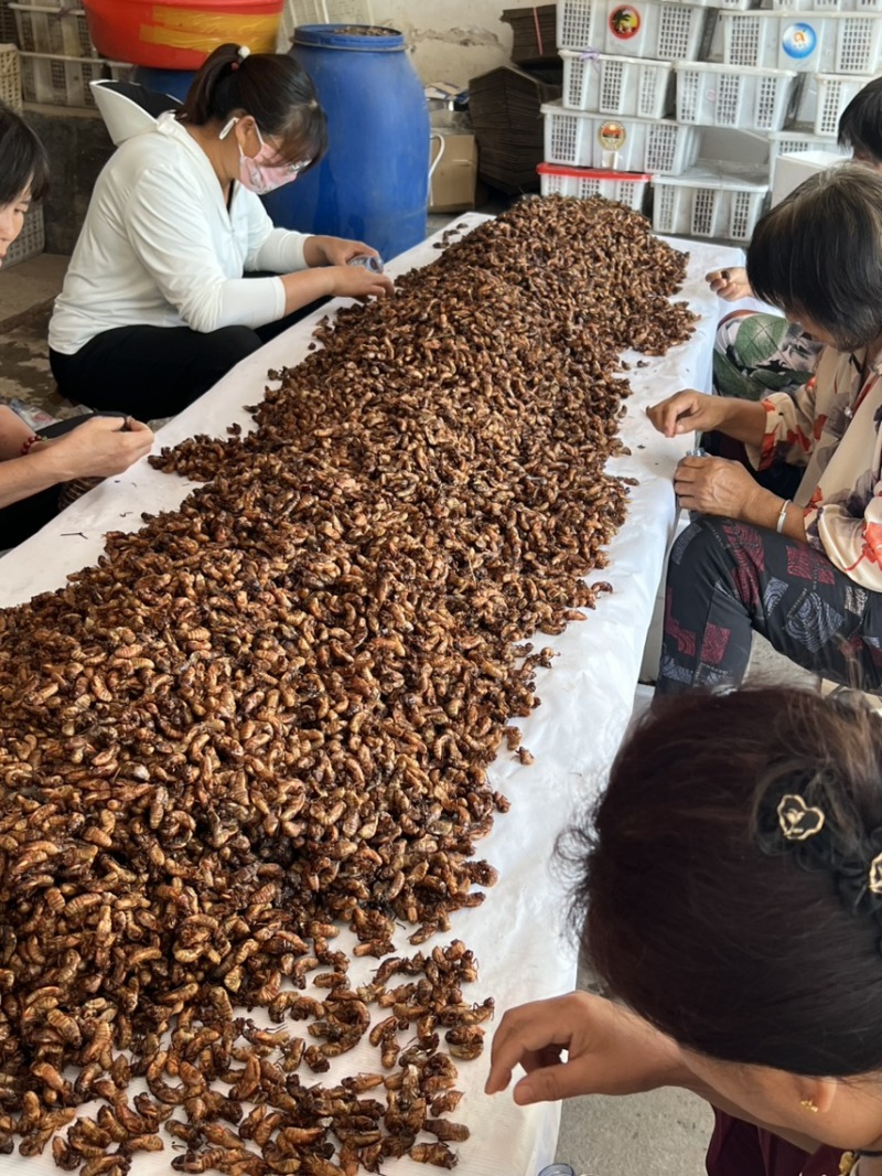 电商小金蝉便宜货