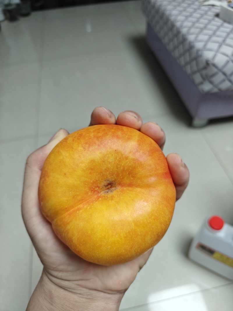 又大又甜的油蟠九