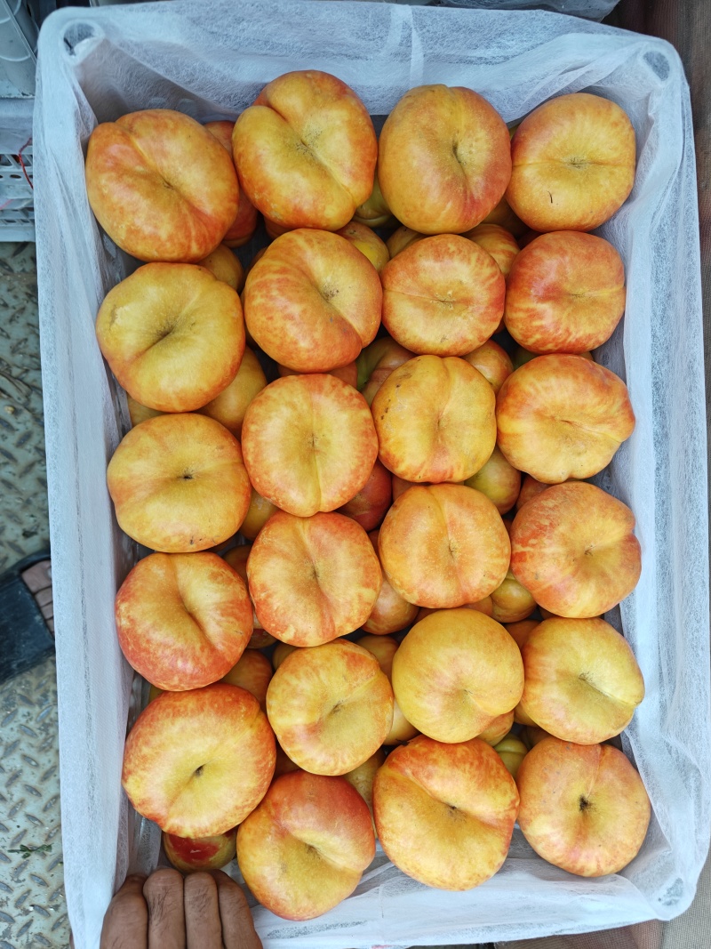 又大又甜的油蟠九
