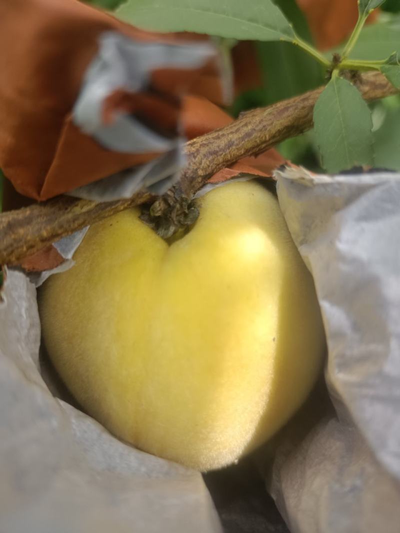 石棉黄桃