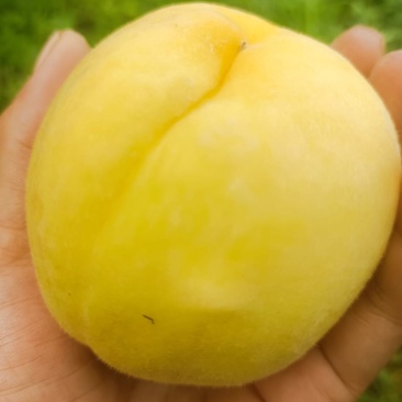 石棉黄桃