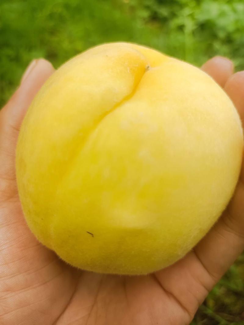 石棉黄桃