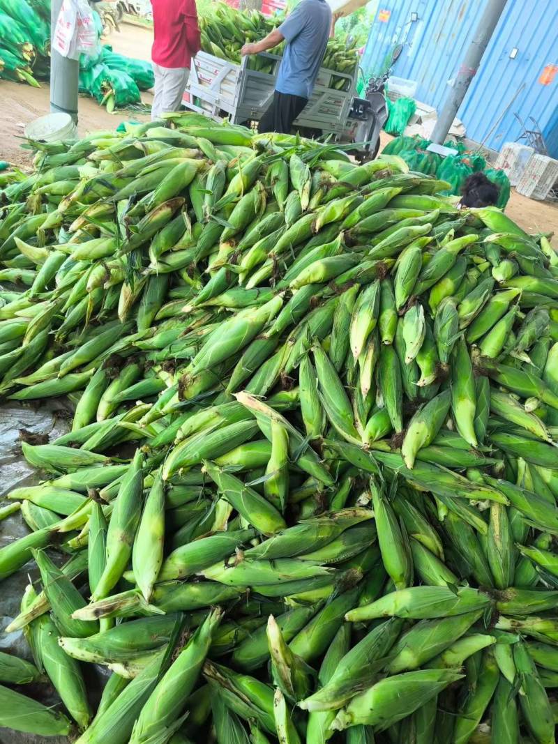 万糯188玉米棒子大量出售货源充足按质量规格论价代办一切