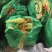 万糯188玉米棒子大量出售货源充足按质量规格论价代办一切