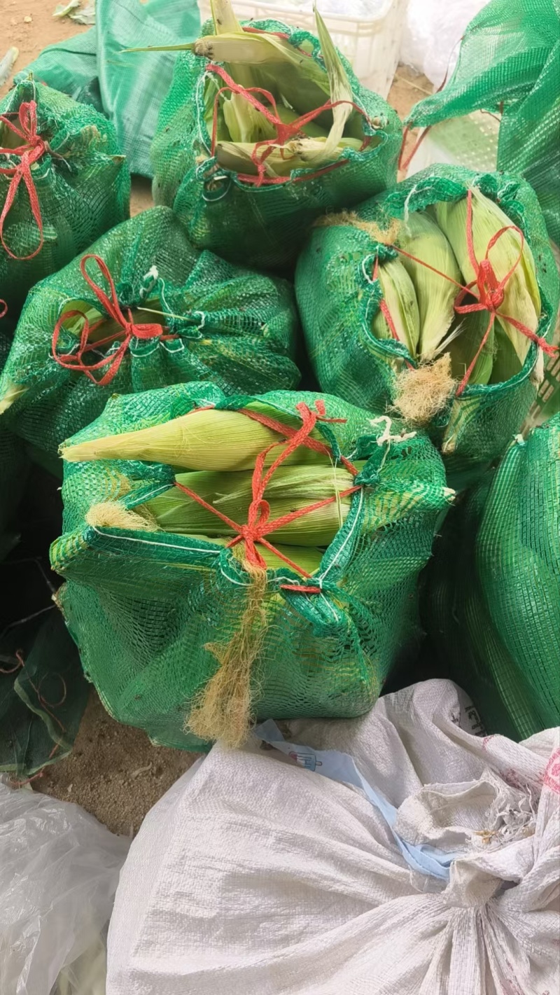 万糯188玉米棒子大量出售货源充足按质量规格论价代办一切
