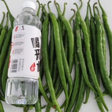 二荆条