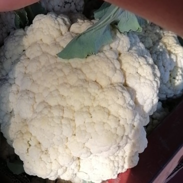 有机花