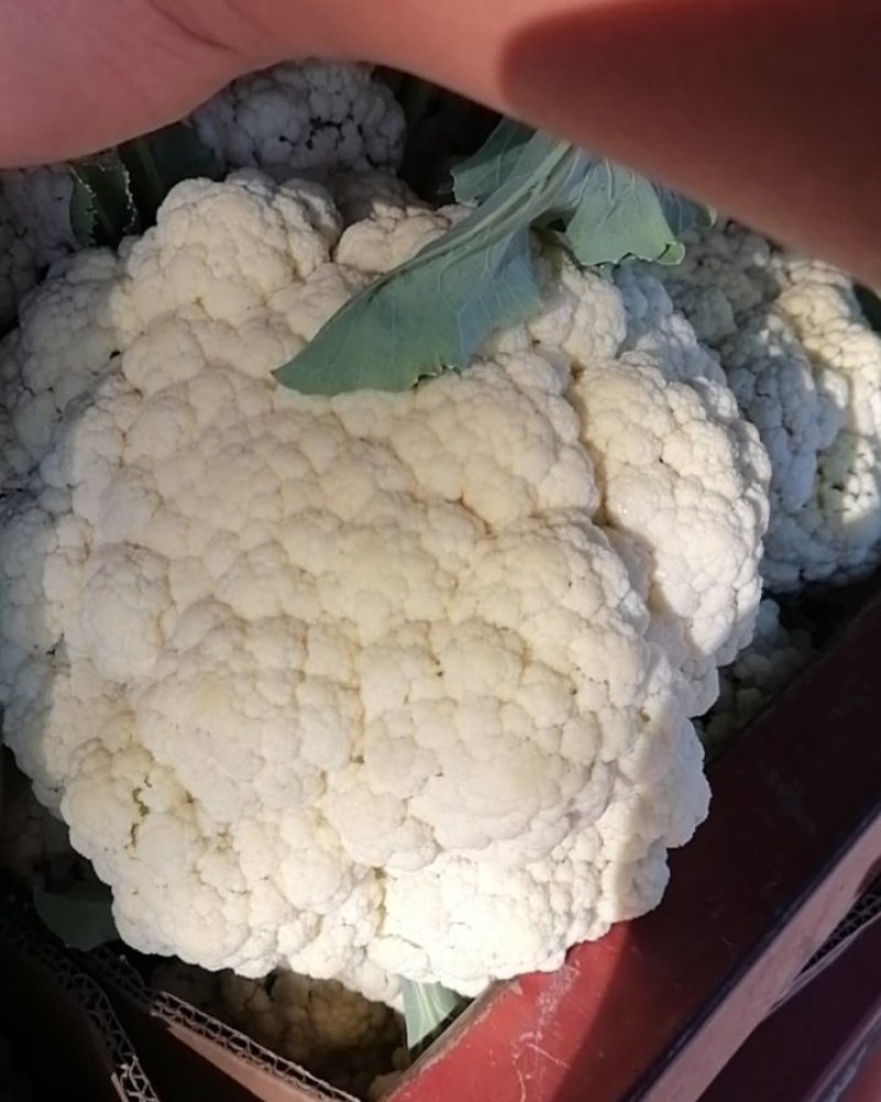 有机花