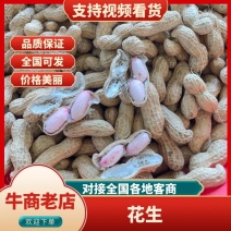 河南鲜花生，大白沙，四粒红颗粒饱满，供应加工厂电商，市场