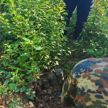 40至60高山杏杯子苗可占地可绿化杯子