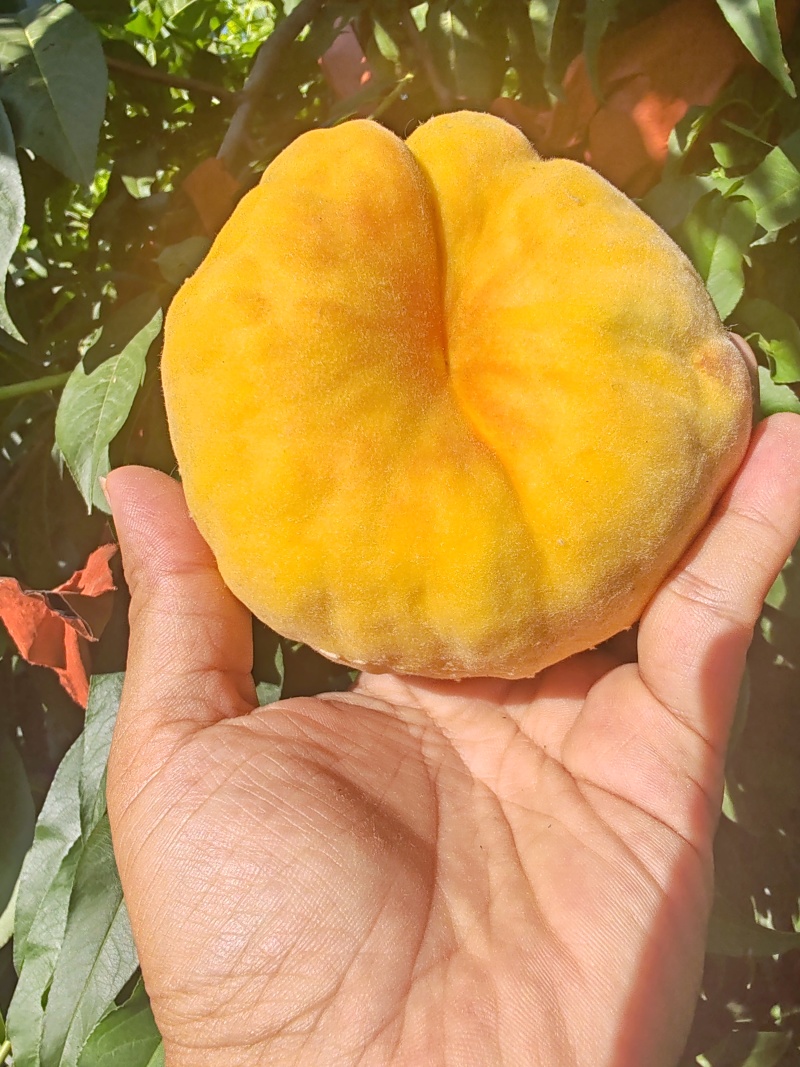 蟠桃上市（中蟠十九）欢迎大量批发，需要的请联系