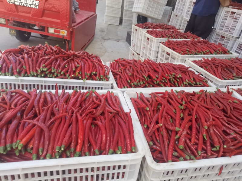 鲜辣椒，二荆条辣椒，青辣椒，四川南充，货量足