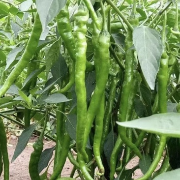 二荆条辣椒