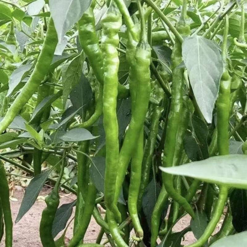 二荆条辣椒