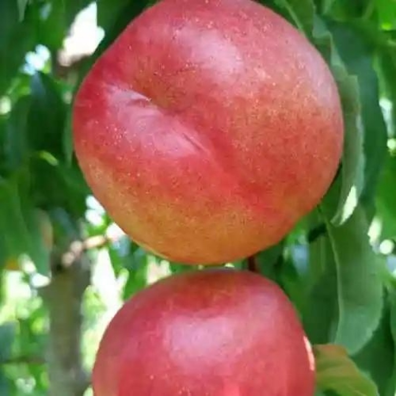陕西中油二十，珍珠油桃产地直供，一手货源！